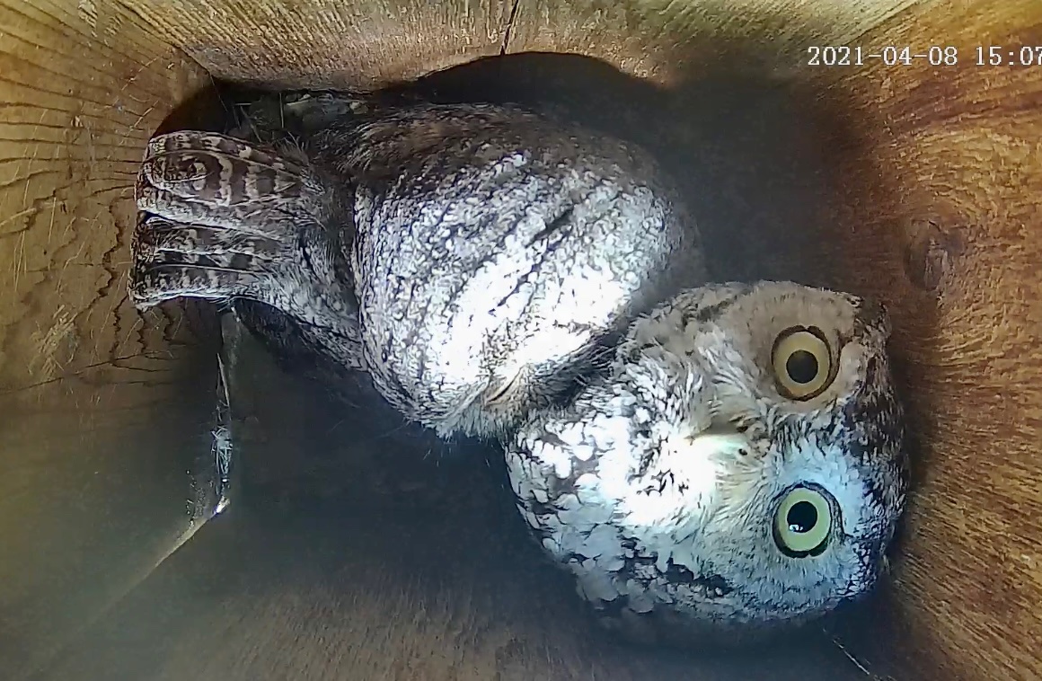 Two screech owls inside nesting box captured on camera