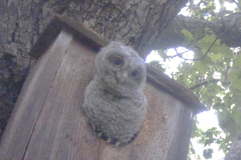 Eastern Screech Owlet trying to emerge from box