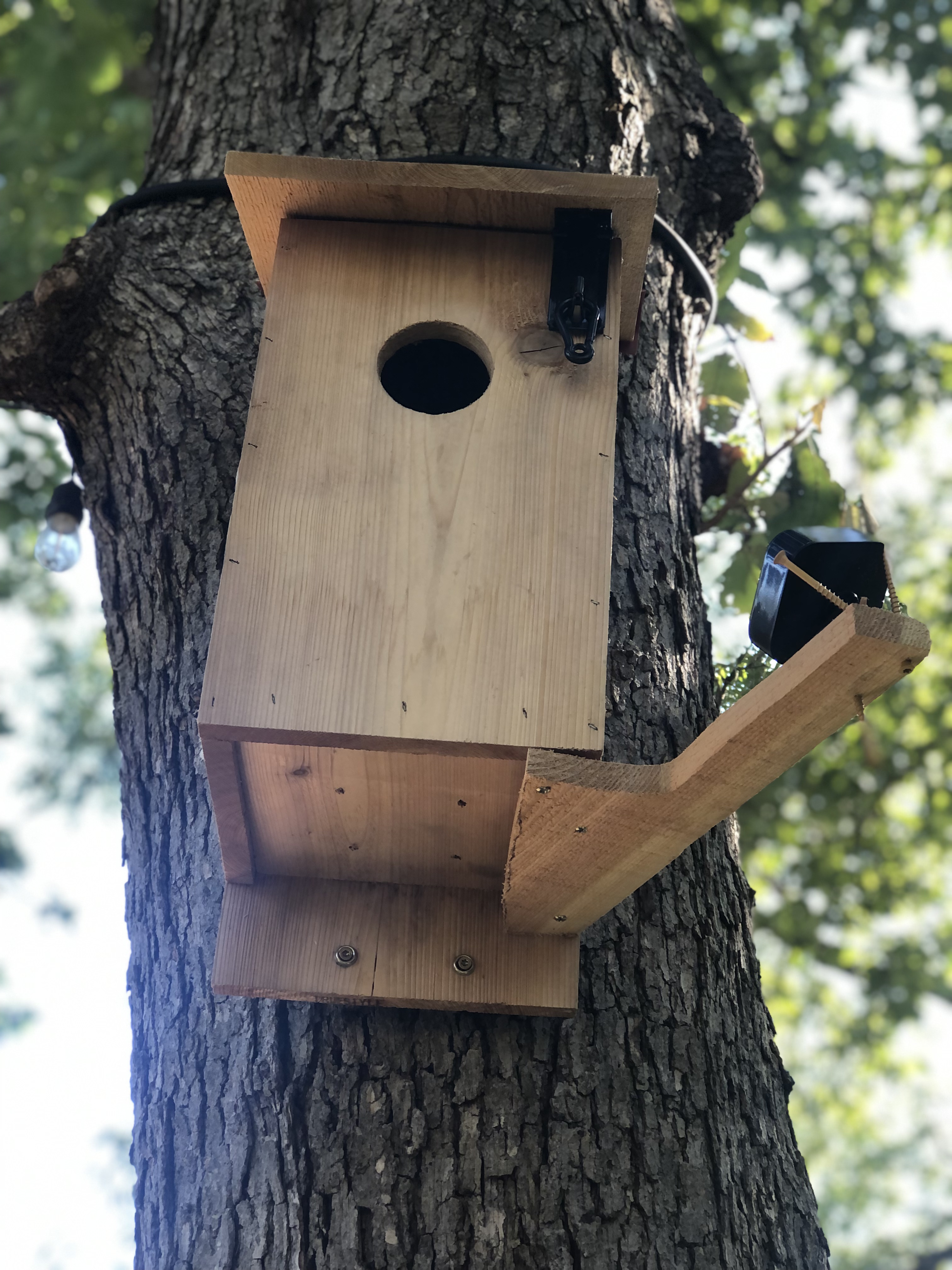 Hand-built owl nesting box mounted on tree