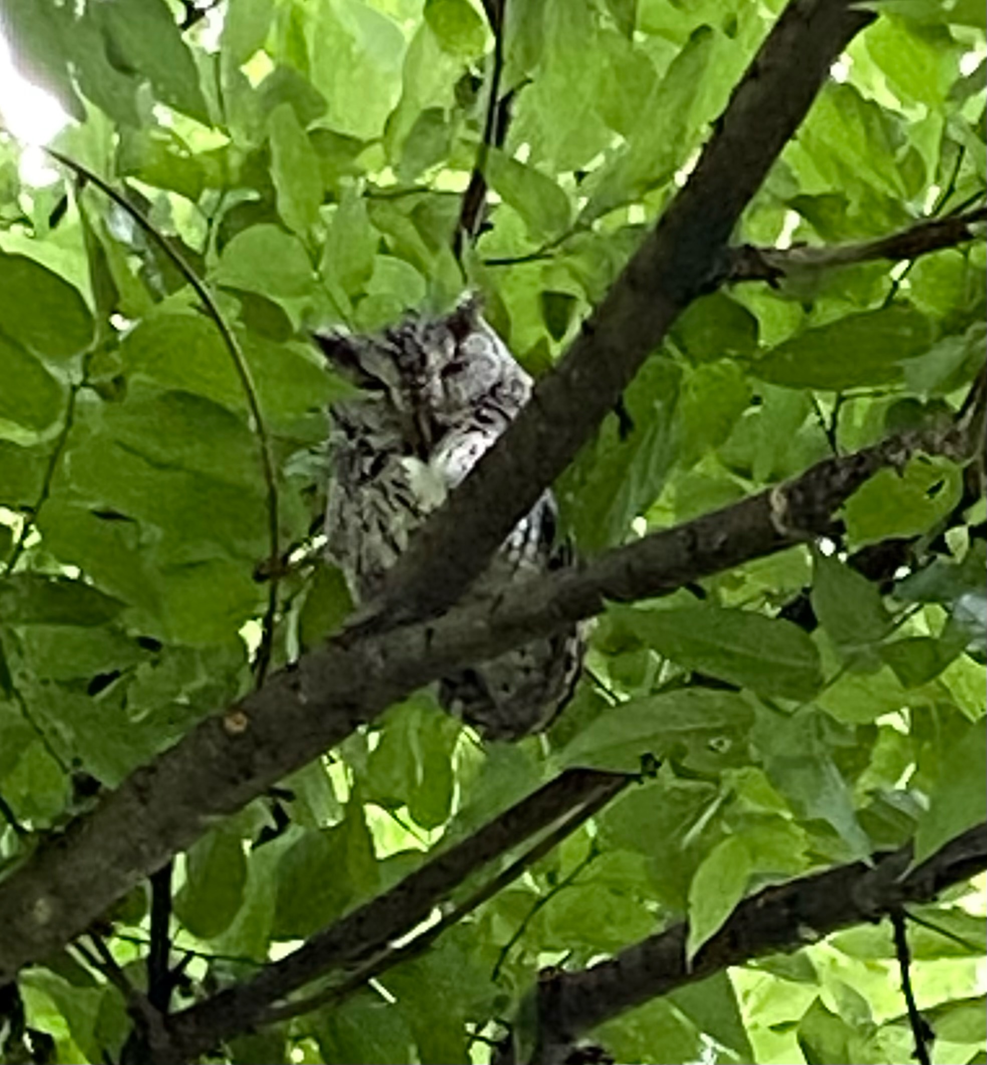 Eastern Screech Owl perched in leafy tree